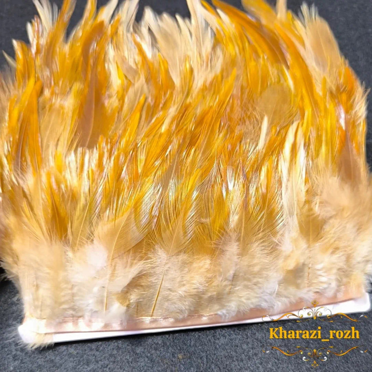 پر خروس متری